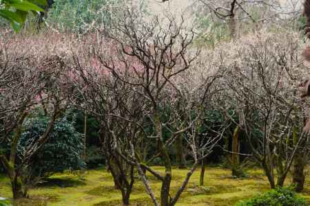龍安寺　梅