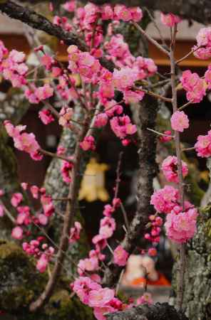 北野天満宮　飛梅3
