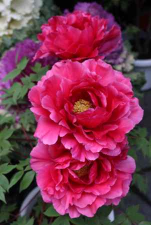 花見小路のぼたん