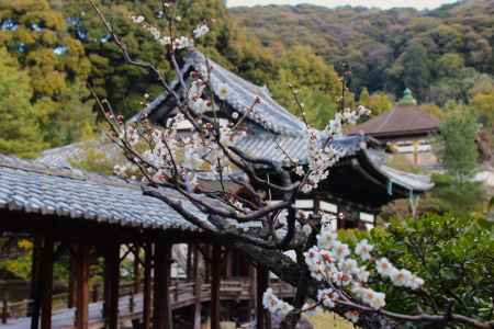 高台寺の梅