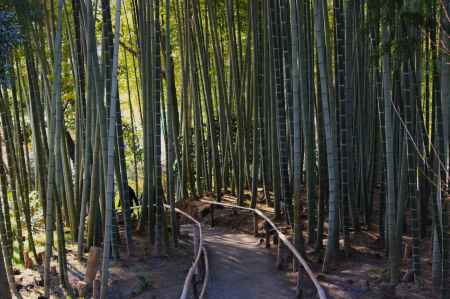 高台寺　竹林