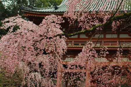 醍醐寺の桜6