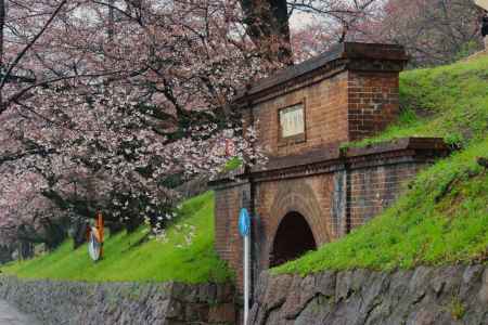 インクラインの桜