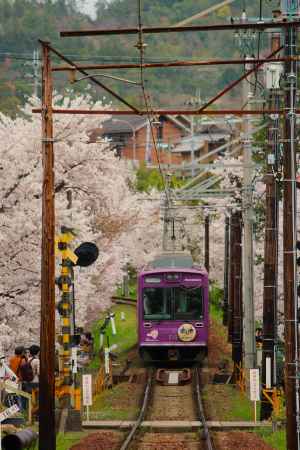 嵐電桜のトンネル