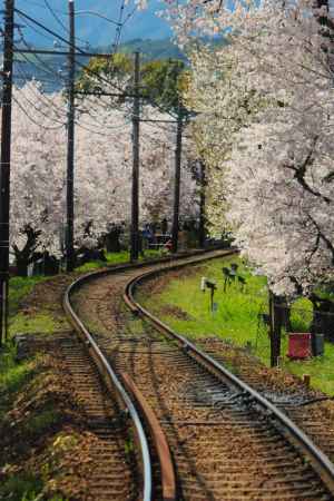 嵐電桜のトンネル2