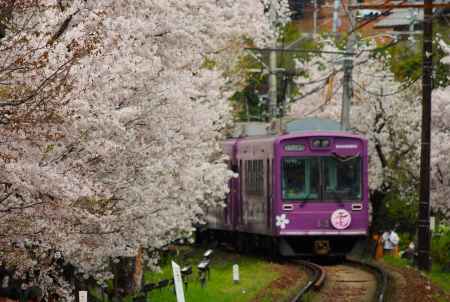 嵐電桜のトンネル3