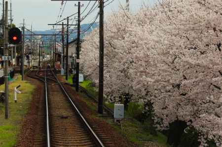 嵐電沿線の桜