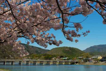 嵐山　渡月橋　桜