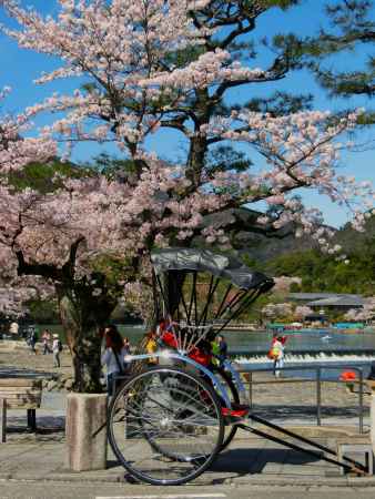 嵐山公園の桜2