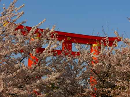 平安神宮大鳥居と桜