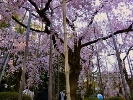 岡崎公園と桜