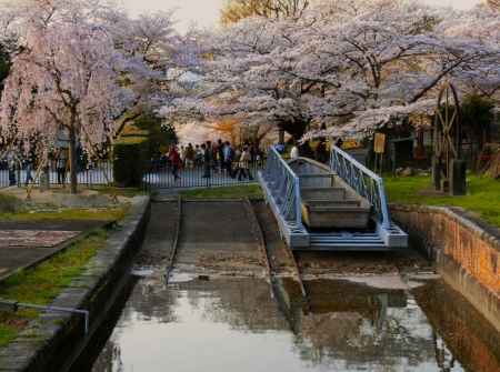 インクラインの桜5