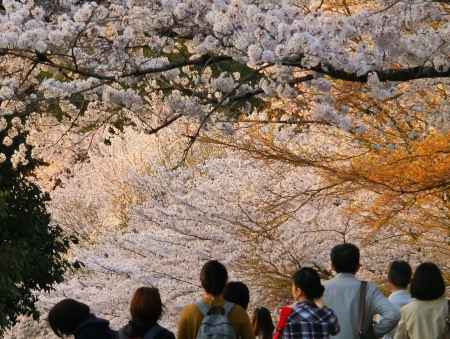 インクラインの桜2