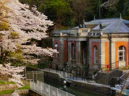 インクラインの桜3