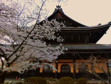 南禅寺の桜
