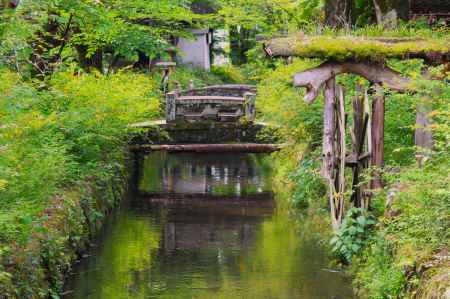 松尾大社の山吹2