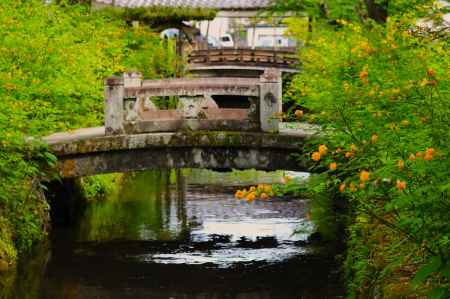 松尾大社の山吹4
