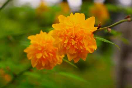 松尾大社の山吹