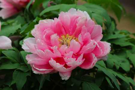 京都府立植物園　ぼたん2