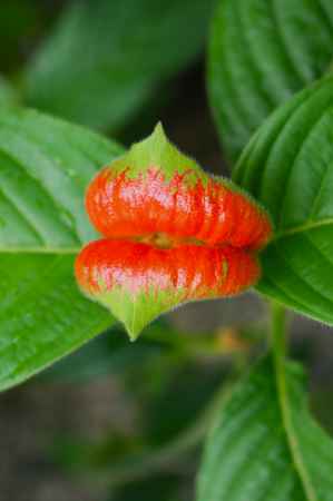 京都府立植物園　温室