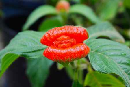 京都府立植物園　温室2