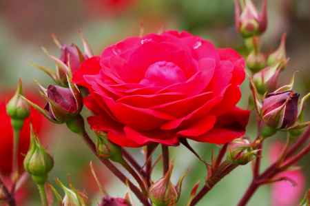 京都府立植物園　バラ