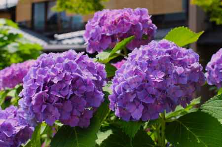 白川沿いの紫陽花2