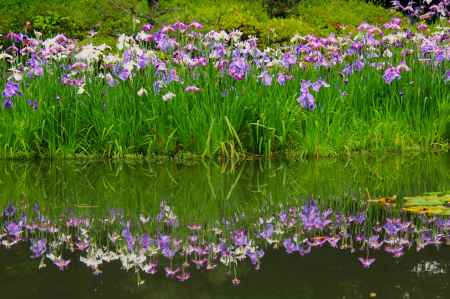 平安神宮神苑の花菖蒲1