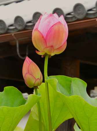 東福寺　蓮の花