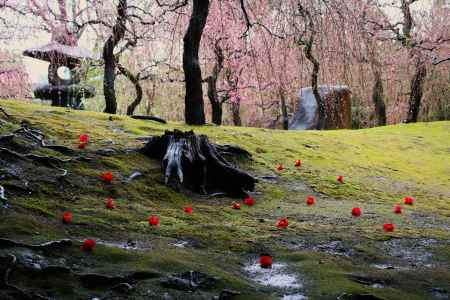 城南宮　神苑　枝垂れ梅と椿