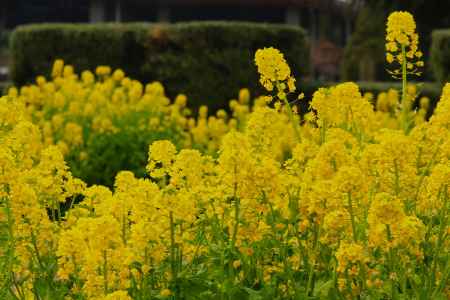 京都府立植物園　菜の花