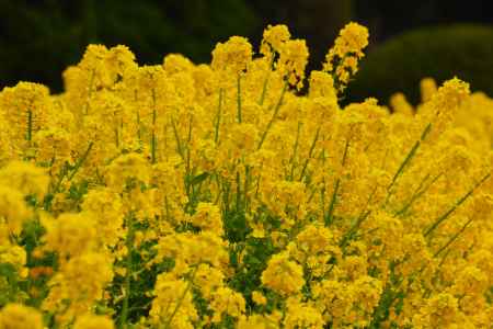 京都府立植物園　菜の花