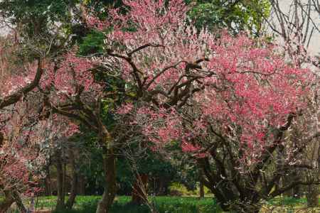 京都府立植物園　梅林