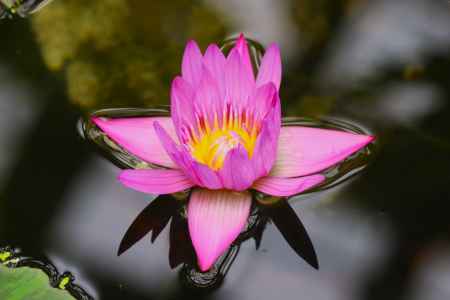 京都府立植物園　睡蓮