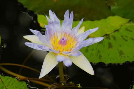 京都府立植物園　睡蓮
