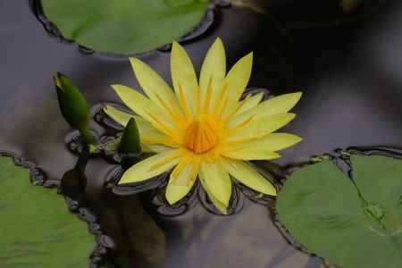 京都府立植物園　睡蓮