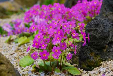 京都府立植物園　温室の高山植物