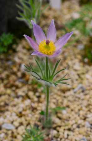 京都府立植物園　温室の高山植物