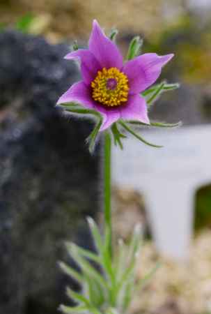 京都府立植物園　温室の高山植物