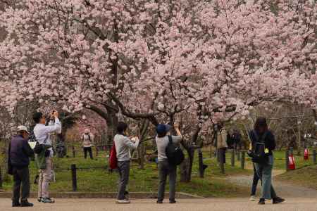 京都府立植物園　桜