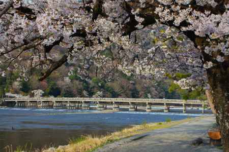 嵐山公園の桜