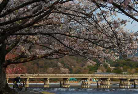 嵐山公園よりの桜