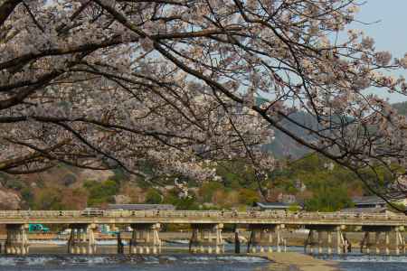 渡月橋と桜