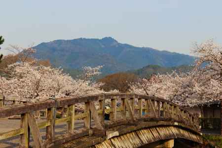 嵐山 橋と桜