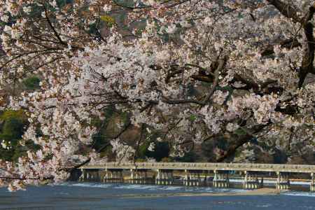 渡月橋を渡る桜