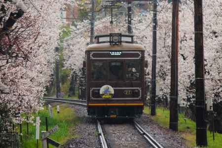 嵐電桜のトンネル