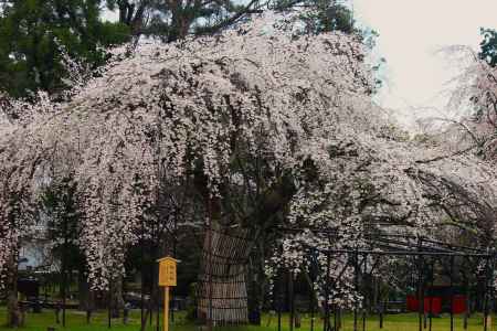 上賀茂神社　御所桜