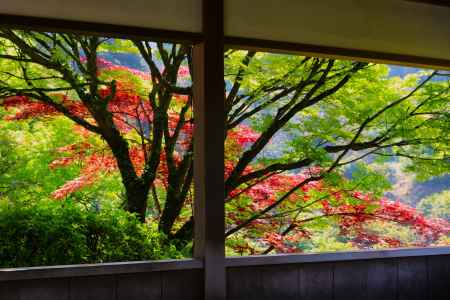 三室戸寺のもみじ