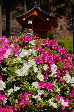 三室戸寺つつじ