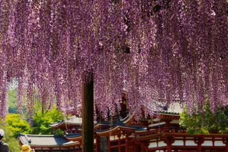 平等院満開の藤